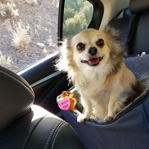 Meet your Posher, Frances